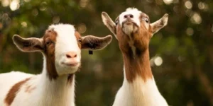 Aqiqah Kambing Betina Sah atau Tidak?