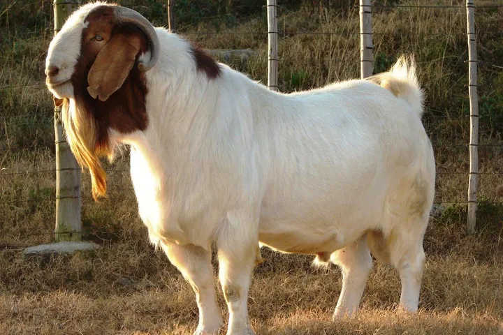 Kambing Aqiqah Jantan atau Betina? Cek Hukum & Bedanya di Sini