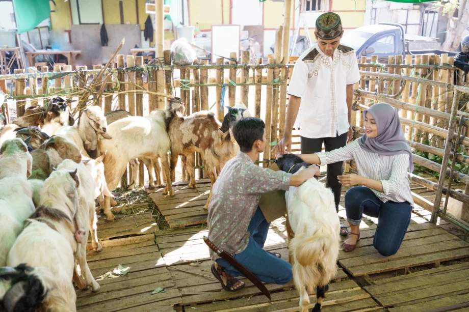 Perbedaan Aqiqah dan Qurban