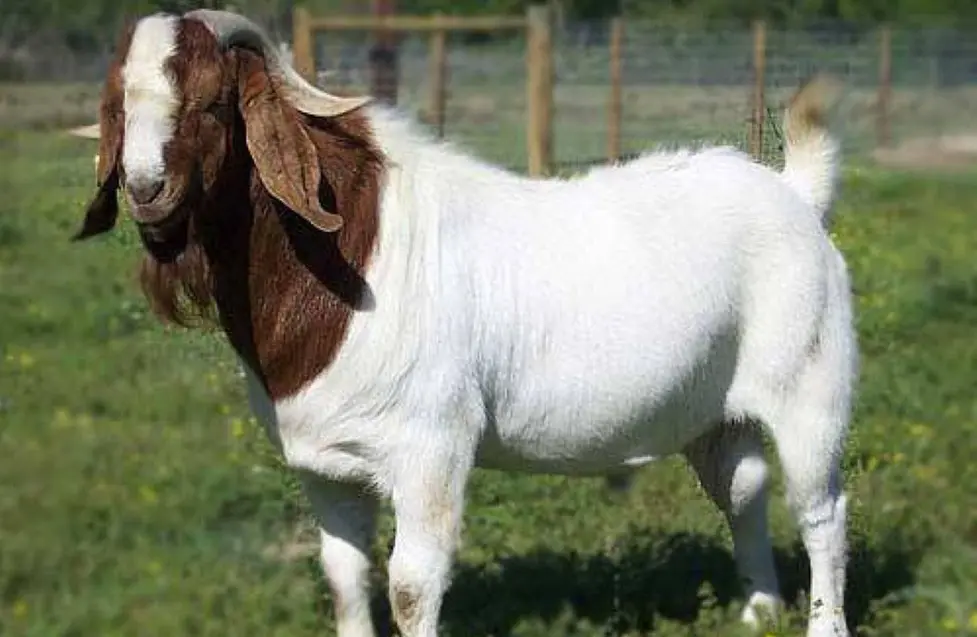 5 Syarat Kambing Aqiqah yang Sah Sesuai Syariat Islam