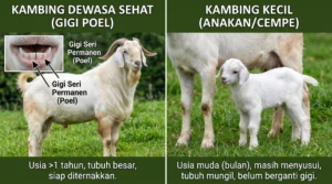 Bahaya menggunakan kambing aqiqah belum cukup umur